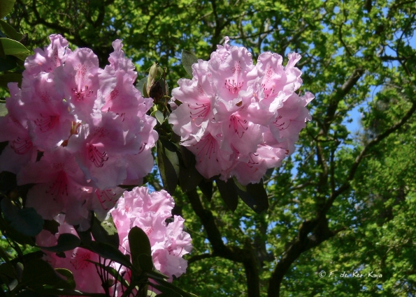 Bois des Moutiers (300) Mai 2012